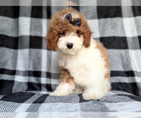 Medium Photo #4 Cockapoo (Miniature) Puppy For Sale in LAKELAND, FL, USA