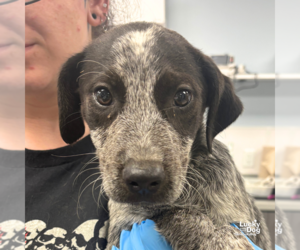 Mutt Dogs for adoption in Washington, DC, USA