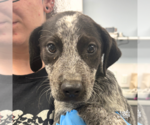 Small Mutt