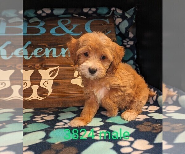 Medium Photo #4 Maltipoo Puppy For Sale in CLARE, IL, USA