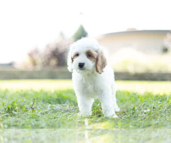 Medium Photo #4 Cockapoo Puppy For Sale in WARSAW, IN, USA