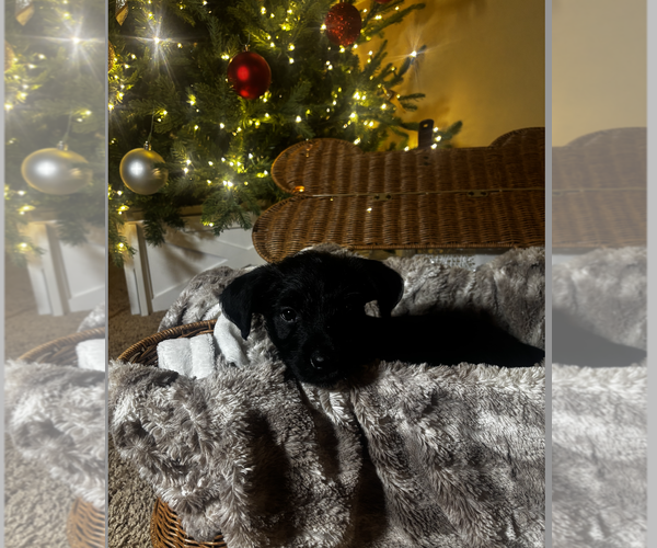 Medium Photo #2 Poodle (Standard)-Unknown Mix Puppy For Sale in Plainfield, IL, USA