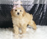 Puppy Bailey AKC Poodle (Toy)