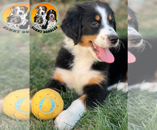 Medium Photo #1 F2 Aussiedoodle Puppy For Sale in LA QUINTA, CA, USA