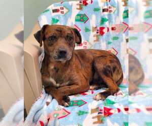 Jack Russell Terrier Dogs for adoption in Lake City, MI, USA