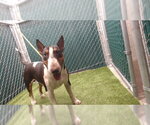 Small Bull Terrier