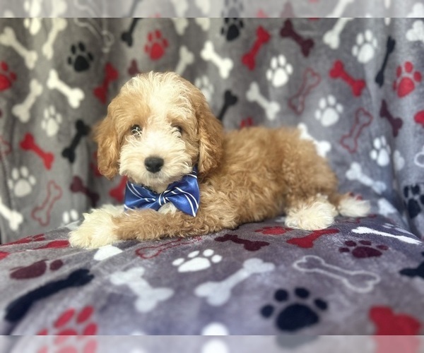 Medium Photo #4 Cavapoo Puppy For Sale in LAKELAND, FL, USA