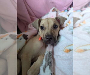 American Pit Bull Terrier-Unknown Mix Dogs for adoption in Germantown, OH, USA