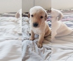 Small Photo #2 Labrador Retriever Puppy For Sale in CHICORA, PA, USA