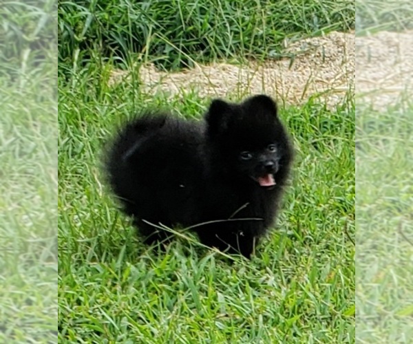 Medium Photo #3 Pomeranian Puppy For Sale in OCTAVIA, OK, USA