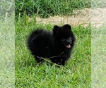 Small Photo #3 Pomeranian Puppy For Sale in OCTAVIA, OK, USA