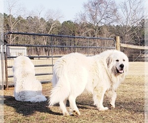 Father of the Great Pyrenees puppies born on 06/27/2022