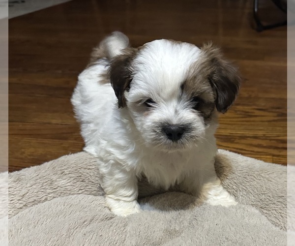 Medium Photo #1 Shih Tzu Puppy For Sale in CARLYLE, IL, USA