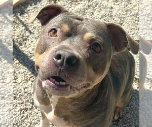 American Pit Bull Terrier-Unknown Mix Dogs for adoption in Jefferson, WI, USA