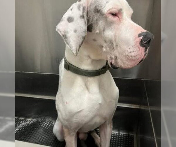 Medium Photo #4 Great Dane Puppy For Sale in Bullard, TX, USA