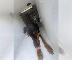 Medium Doberman Pinscher