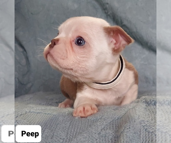 Medium Photo #2 Boston Terrier Puppy For Sale in POMEROY, OH, USA