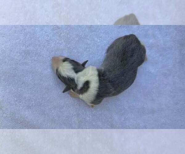 Medium Photo #3 Border Collie Puppy For Sale in MOSIER, OR, USA