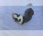 Small Photo #4 Border Collie Puppy For Sale in MOSIER, OR, USA