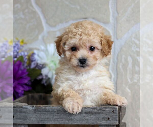 Medium Photo #2 Bichpoo Puppy For Sale in GORDONVILLE, PA, USA