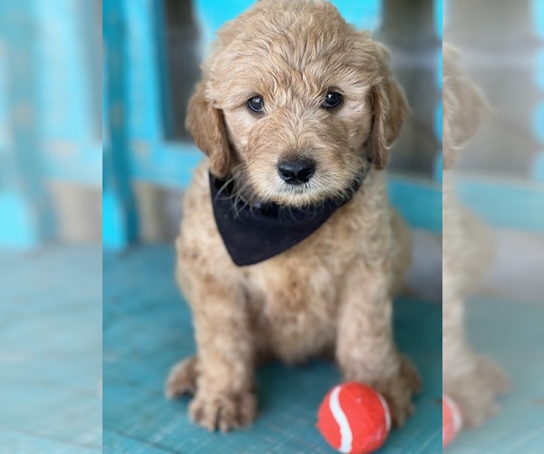 Medium Photo #1 Goldendoodle Puppy For Sale in HENRIETTA, TX, USA