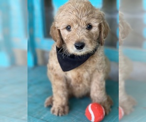 Goldendoodle Puppy for sale in HENRIETTA, TX, USA
