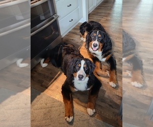 Bernese Mountain Dog Puppy for Sale in MANCHESTER, Michigan USA