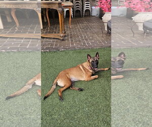 Mutt Dogs for adoption in Escondido, CA, USA
