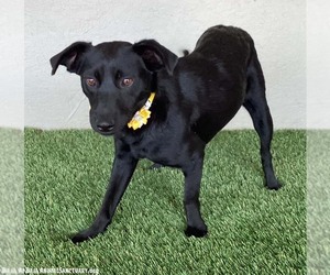 Michele - Female Mutt Dog for Adoption - Photo #4