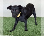 Small Photo #4 Mutt Puppy For Sale in San Diego, CA, USA