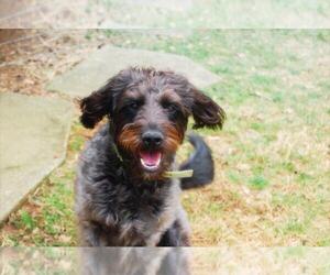 Labradoodle Dogs for adoption in Spring Lake, NC, USA