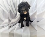 Puppy 2 Goldendoodle