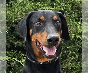 Doberman Pinscher Dogs for adoption in Albuquerque, NM, USA