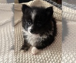 Puppy 2 Pomeranian