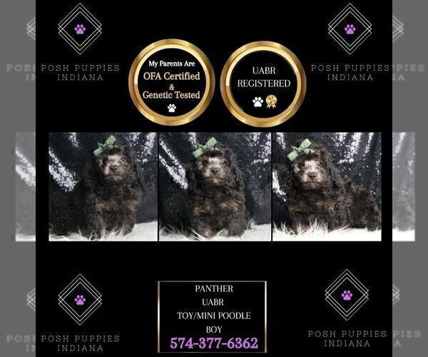 Medium Photo #53 Poodle (Toy) Puppy For Sale in WARSAW, IN, USA