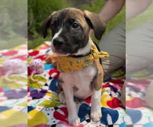 Mutt Dogs for adoption in Warrenton, VA, USA