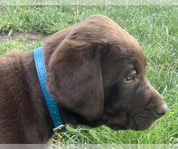 Medium Photo #5 Labrador Retriever Puppy For Sale in RAYMORE, MO, USA