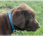 Small Photo #5 Labrador Retriever Puppy For Sale in RAYMORE, MO, USA