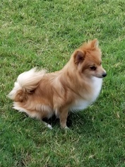 Mother of the Pomeranian puppies born on 07/31/2018
