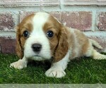 Small #14 Cavalier King Charles Spaniel