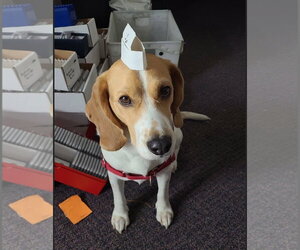 Peetie - Male Beagle Dog for Adoption - Photo #3