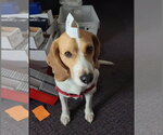 Small Photo #3 Beagle Puppy For Sale in Las Vegas, NV, USA
