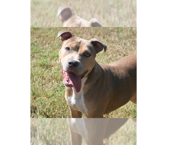 Medium Photo #1 Mutt Puppy For Sale in Abbeville, LA, USA