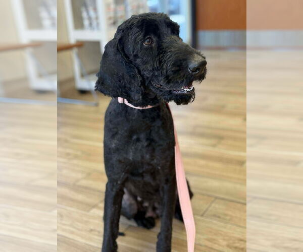 Medium Photo #1 Poodle (Standard) Puppy For Sale in Valrico, FL, USA