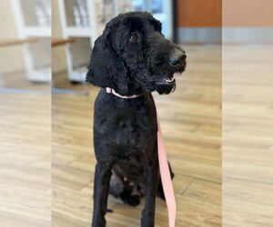 Poodle (Standard) Dogs for adoption in Valrico, FL, USA