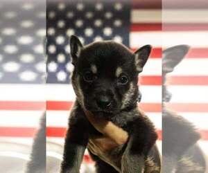 Cali litter - Bo, located in NV - Male American Pit Bull Terrier-German Shepherd Dog Mix Dog for Adoption - Photo #2