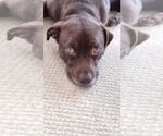 Small #3 Chocolate Labrador retriever Mix