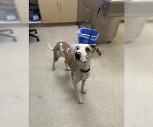 Labrador Retriever-Unknown Mix Dogs for adoption in Riverside, CA, USA