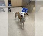 PICKLE - Male Labrador Retriever-Unknown Mix Dog for Adoption - Small photo