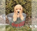 Small Photo #2 Cockapoo (Miniature) Puppy For Sale in MIDDLEBURY, IN, USA
